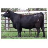 Chair Rock Ambush 3036