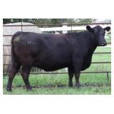 CHAIR ROCK PREDICTION 2100