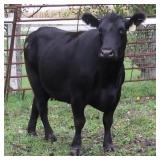 CHAIR ROCK 5050 G A R 1113