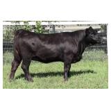 K M J MS NATIONAL D332