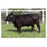 K M J MS SFORCE D348