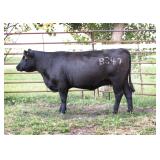 K M J MS SFORCE B347