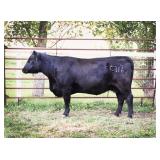 K M J MS SFORCE C316