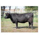 K M J MS DAYLITE B213