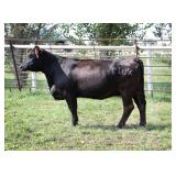 K M J MS UPGRADE C102