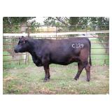 K M J MS SFORCE C329