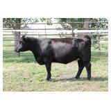 K M J MS SFORCE C350