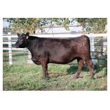 K M J MS DOMINO C352