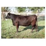 K M J MS DOMINO C357