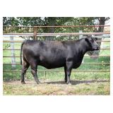 CHAIR ROCK PREDESTINED 2113