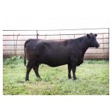 CHAIR ROCK PREDICTION 2100