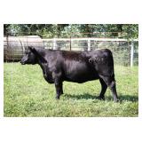 K M J MS FANSWER D200