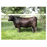 K M J MS PLATINUM D201