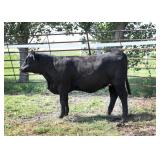 K M J MS SFORCE D391