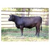 K M J MS ROBUST D392