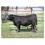 K M J MS UPGRADE D393