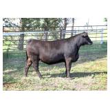 K M J MS Platinum D223