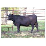 K M J MS Prophet D228