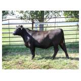 K M J Ms Sunrise D235