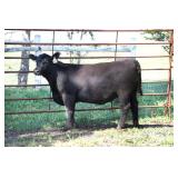 K M J MS Prophet D237