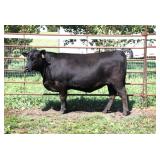 K M J MS Prophet D238