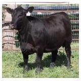 K M J MS Composure D240