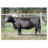 K M J MS DAYLITE B300