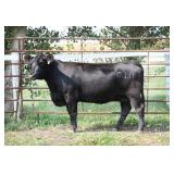 K M J MS SFORCE C331