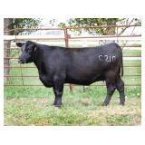 K M J MS PLATINUM C210