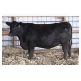 K M J MS CINFOCUS C215