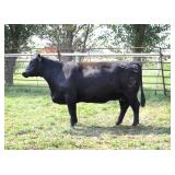 CHAIR ROCK IN SURE 2005