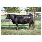 CCR MS SINGLETARY 3000A