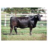 CCR 602M L ONE 7116T