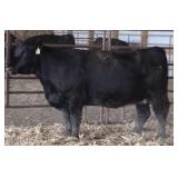 K M J MS SFORCE C103