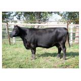 Chair Rock Predestined 9011