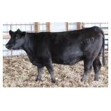 K M J MS UPGRADE C107