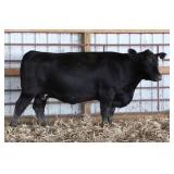 K M J MS SFORCE B317