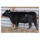 K M J MS NATIONAL B341