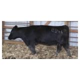 K M J MS SFORCE B346