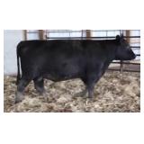 K M J MS 9M25PRED B210