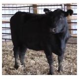 K M J MS DENVER B211