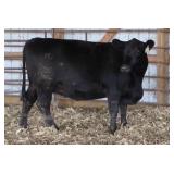 K M J MS PROGRESS C213