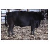 HRM MS DUAL FOCUS Z221