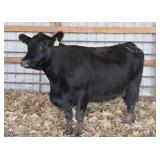 CHAIR ROCK 5050 G A R 1035