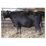 RAB MS DEL MONICO 4677Y