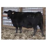 RAB MS IRONSTONE845Z