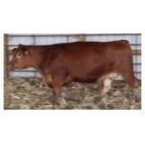 K M J MS SFORCE B307