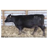 K M J MS PD701T B352