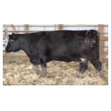 K M J MS SFORCE C332