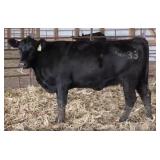 K M J MS SFORCE C333